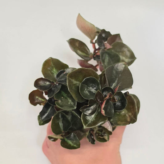 Mini Peperomia Colombiana