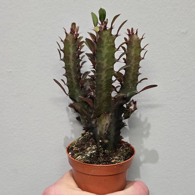Mini Euphorbia Trigona Rubra