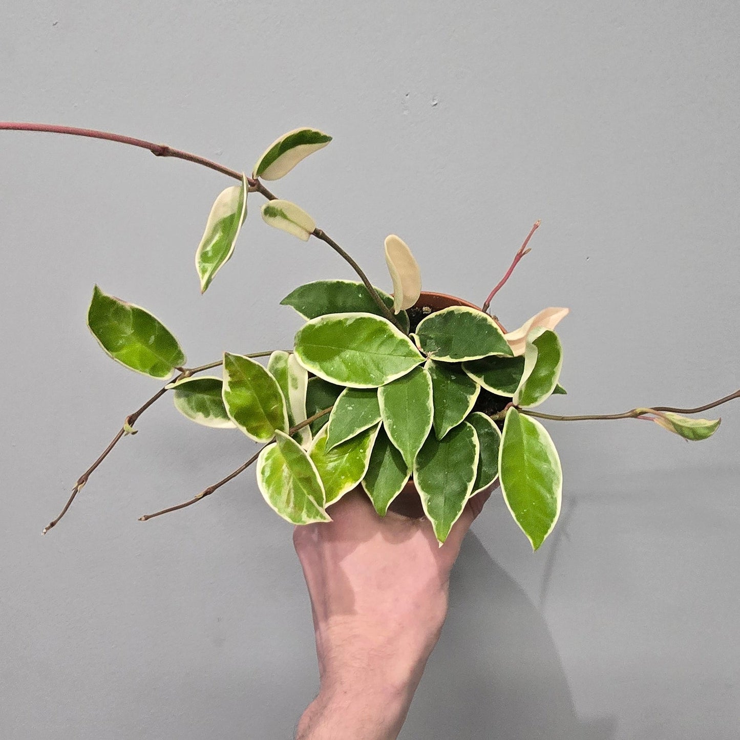 Hoya Carnosa 'Krimson Queen'