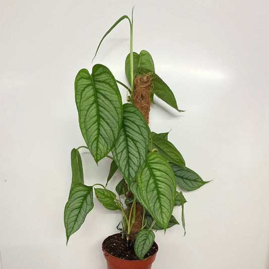 Large Form Monstera Siltepecana