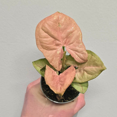 Mini Syngonium Neon Pink