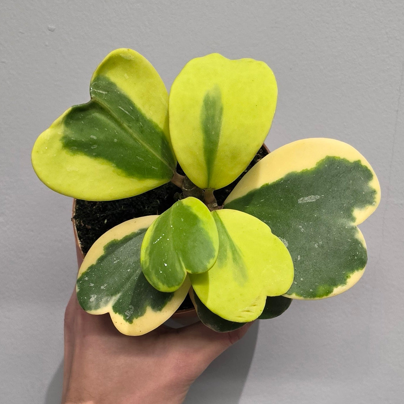 Hoya Kerrii 'Outer Variegated'