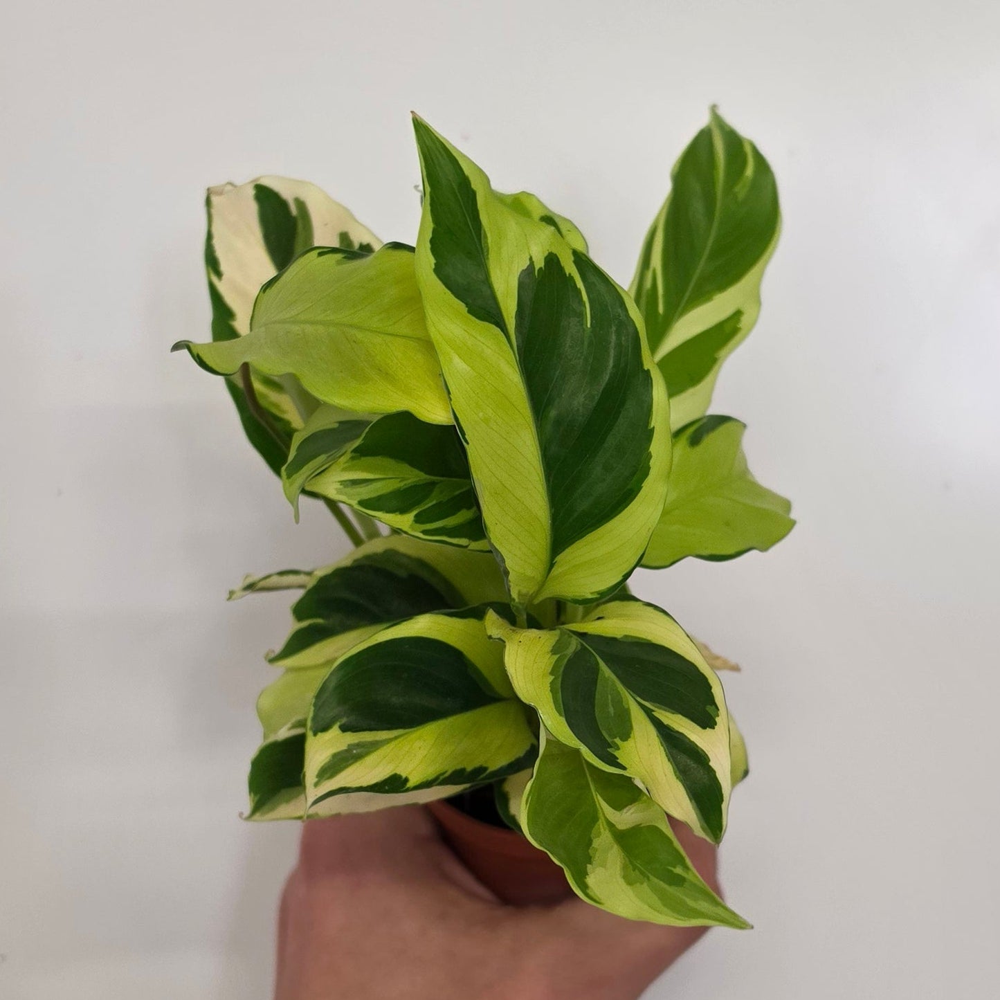 Mini Calathea Yellow Fusion
