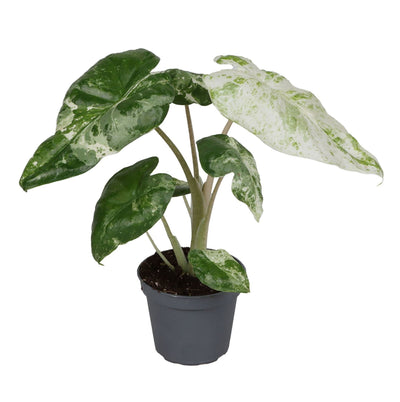 Alocasia Odora Variegated