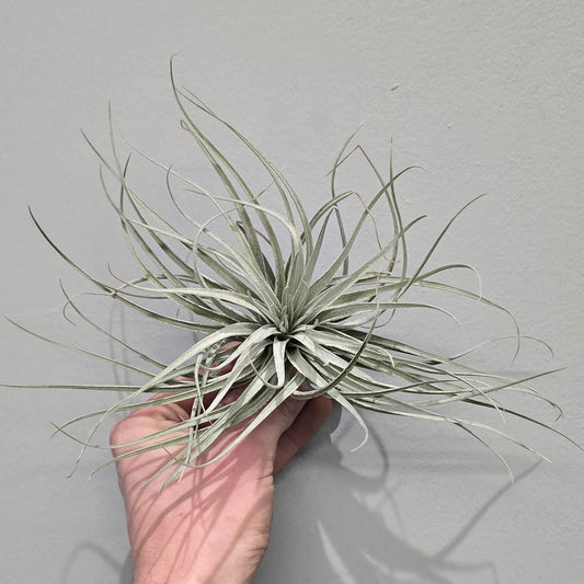 Large Tillandsia - Air Plants "Silver Kop"