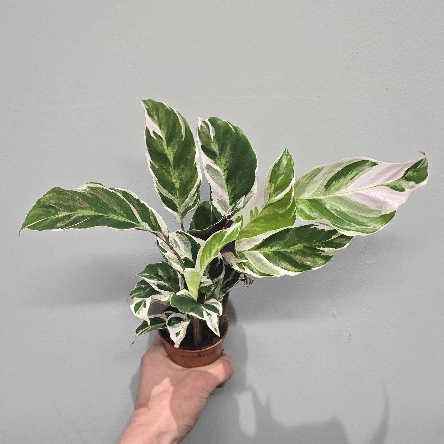 Mini Calathea White Fusion