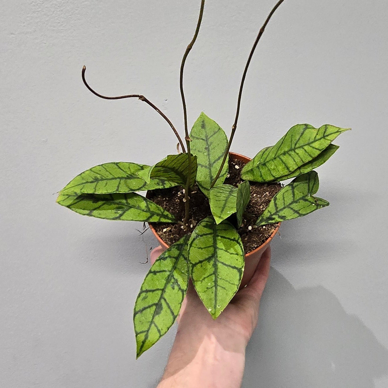 Hoya Callistophylla
