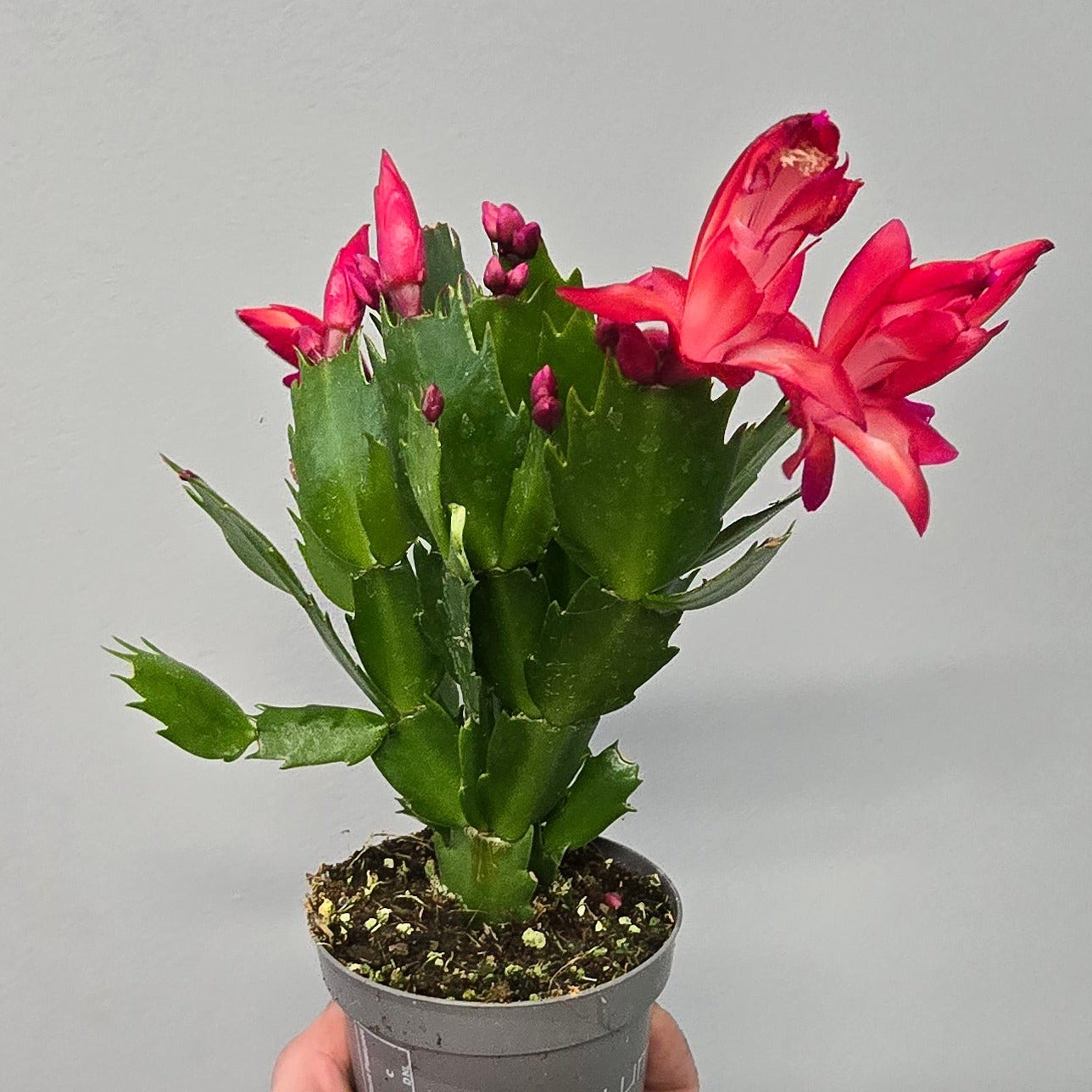 Schlumbergera Cactus