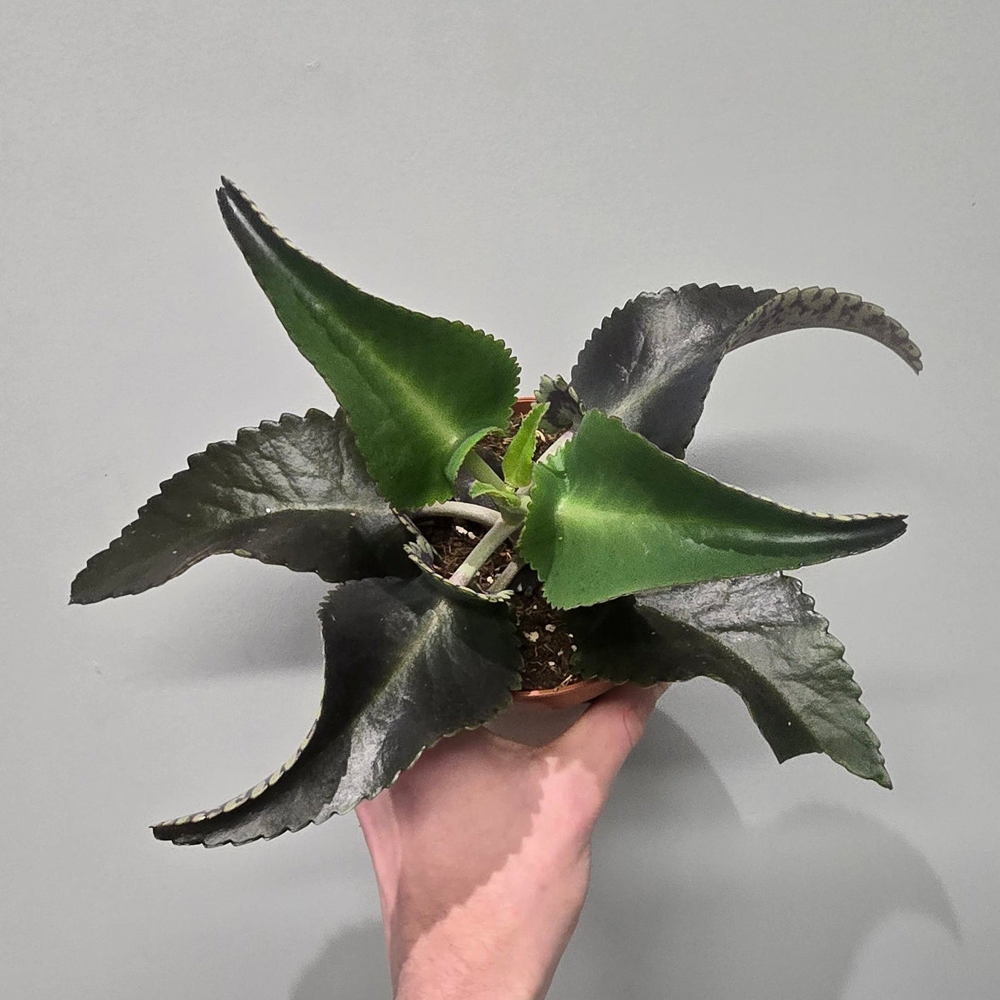Kalanchoe Dark