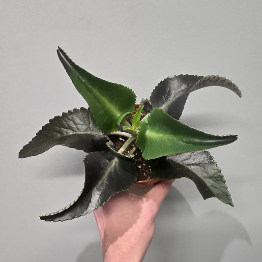 Kalanchoe Dark