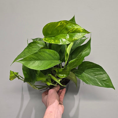 Epipremnum Marble Green