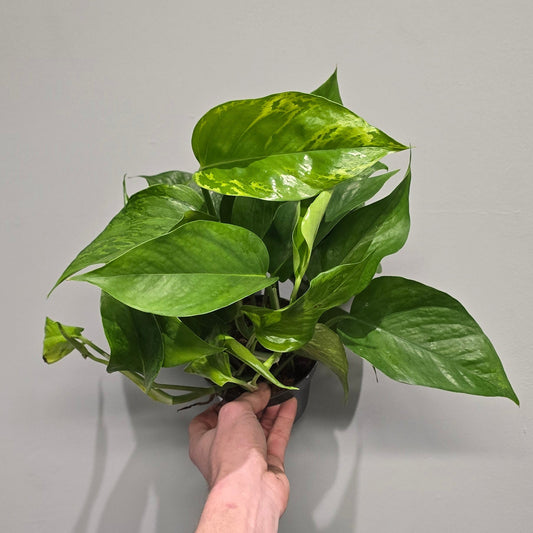 Epipremnum Marble Green