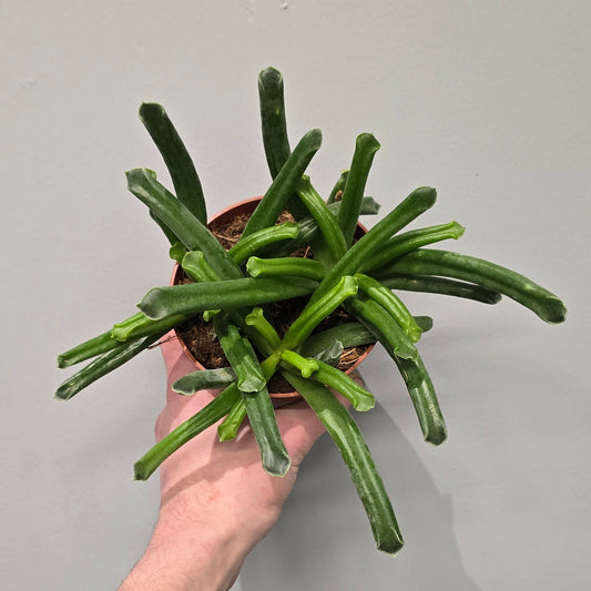 Cotyledon Elephant Trunk