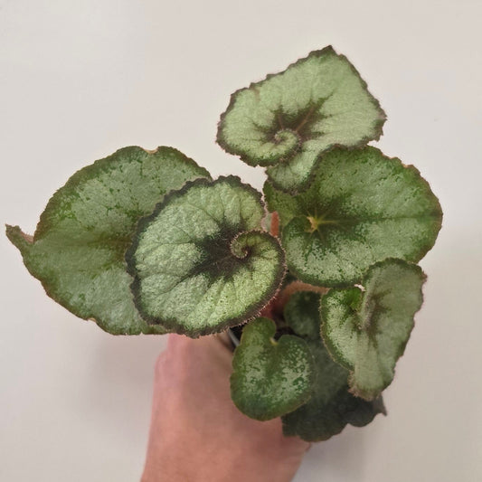 Mini Begonia Escargot