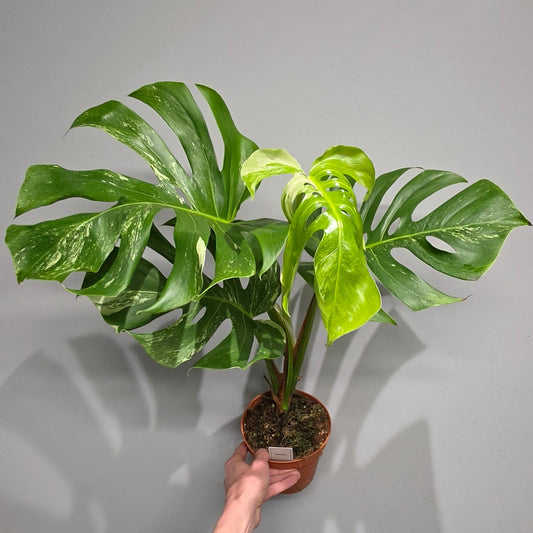 Monstera Deliciosa Albo