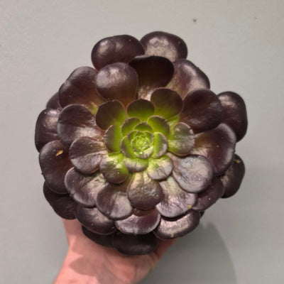 Aeonium Blushing Beauty
