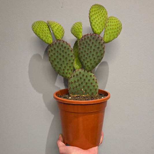 Opuntia Macrocalyx