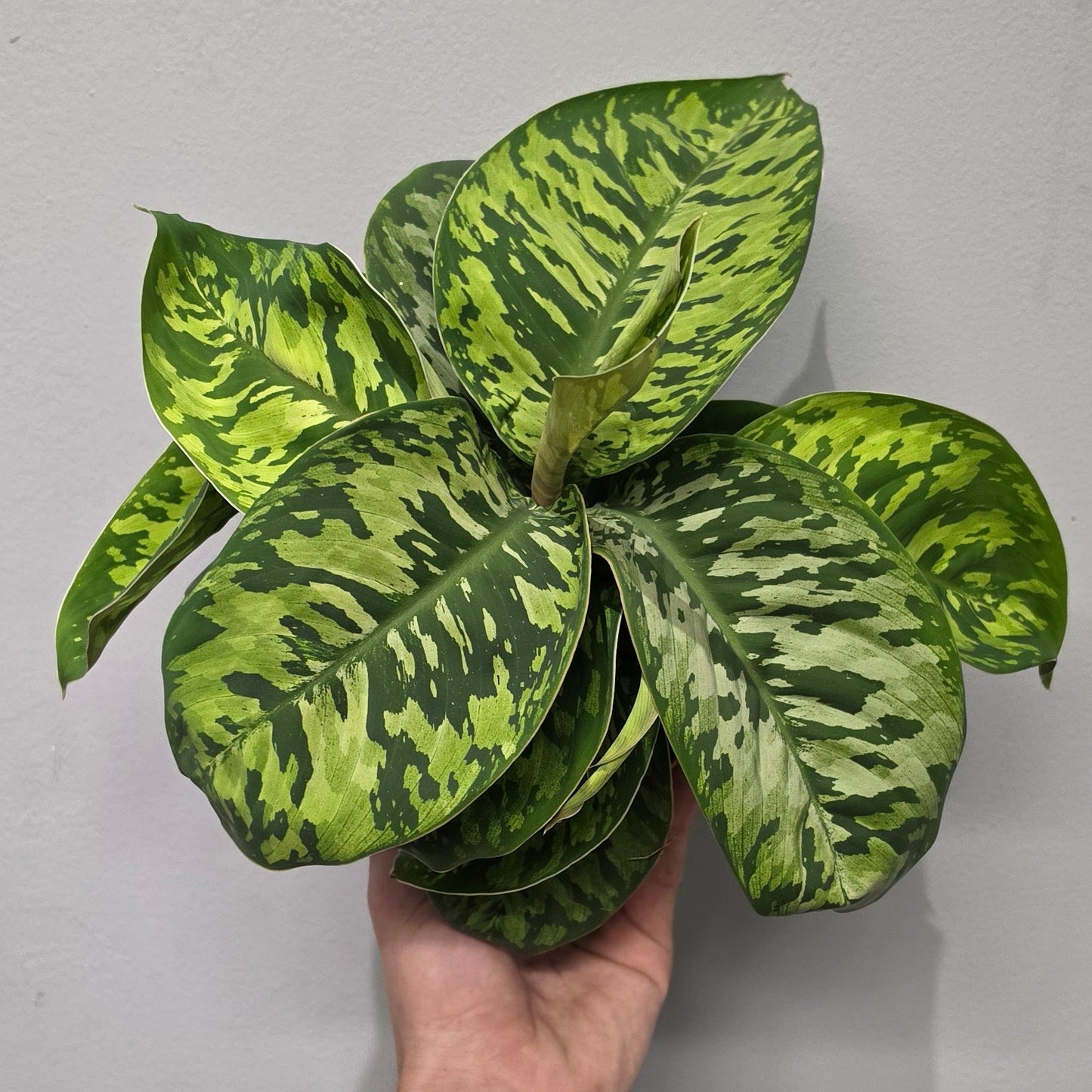 Homalomena Camouflage