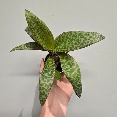Mini Ledebouria Socialis