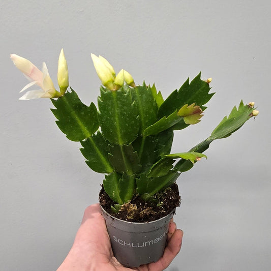 Schlumbergera Cactus