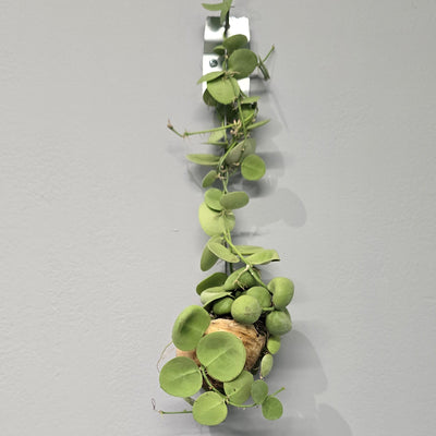 Hanging - Dischidia Snaily Shelly