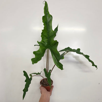 Alocasia Sabrina