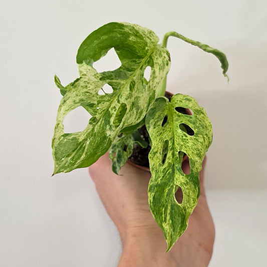 Mini Monstera Frozen Freckles