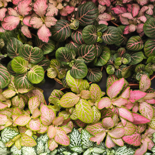Fittonia (Mixed)