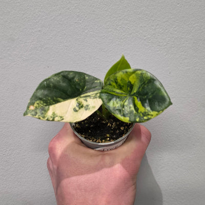 Alocasia Sinuata Aurea Variegata - Grade B