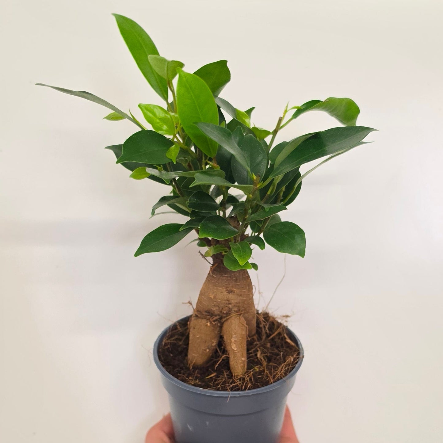Ficus Ginseng