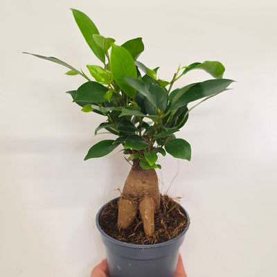 Ficus Ginseng