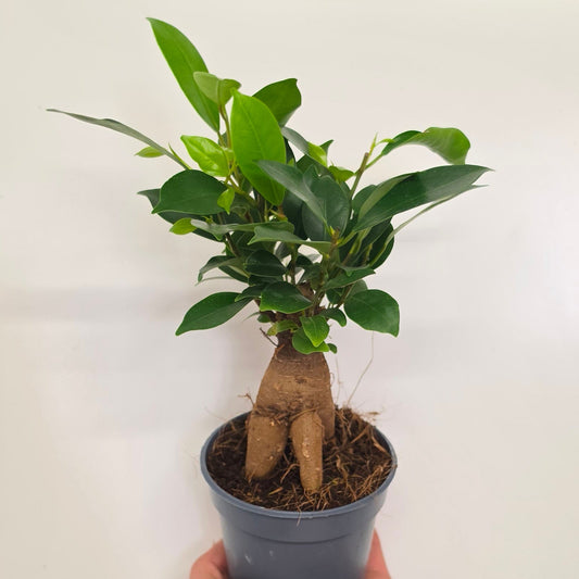 Ficus Ginseng