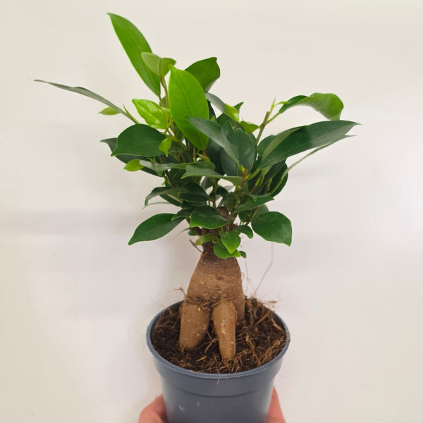 Ficus Ginseng