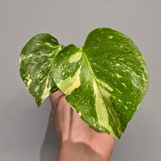 Mini Monstera Thai Constellation
