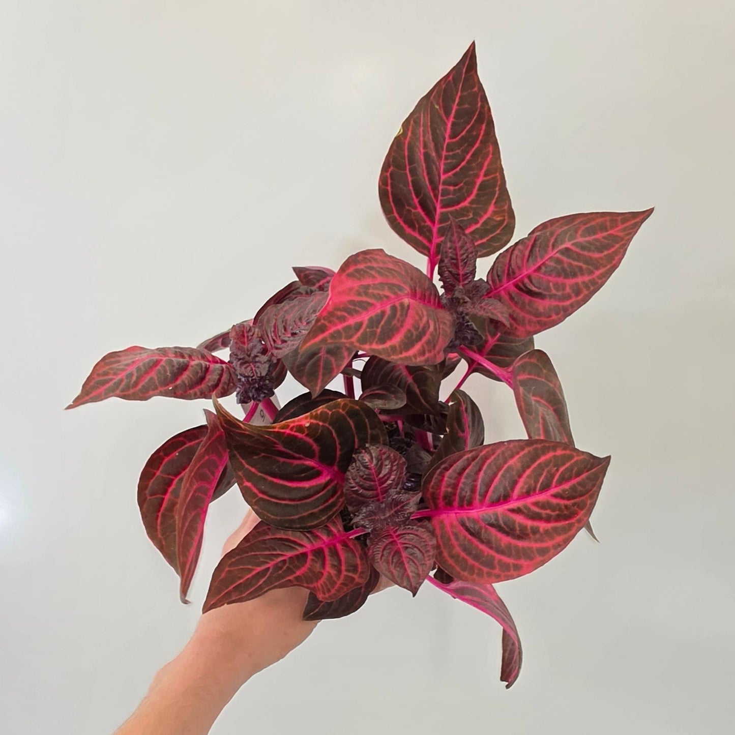 Iresine Red Star