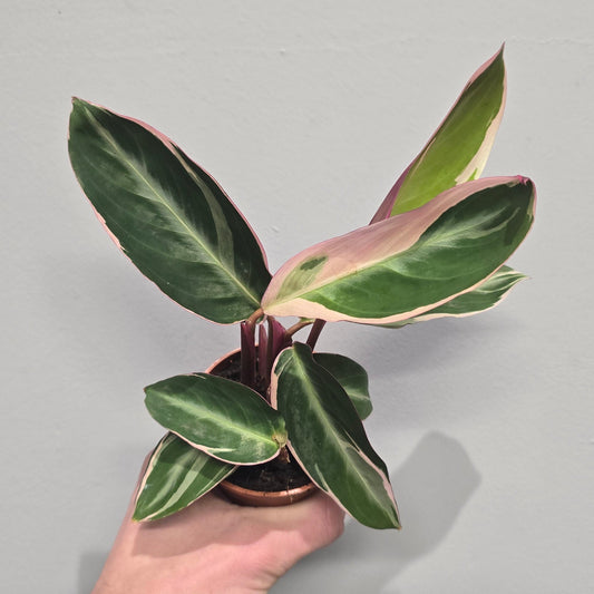 Mini Calathea Triostar