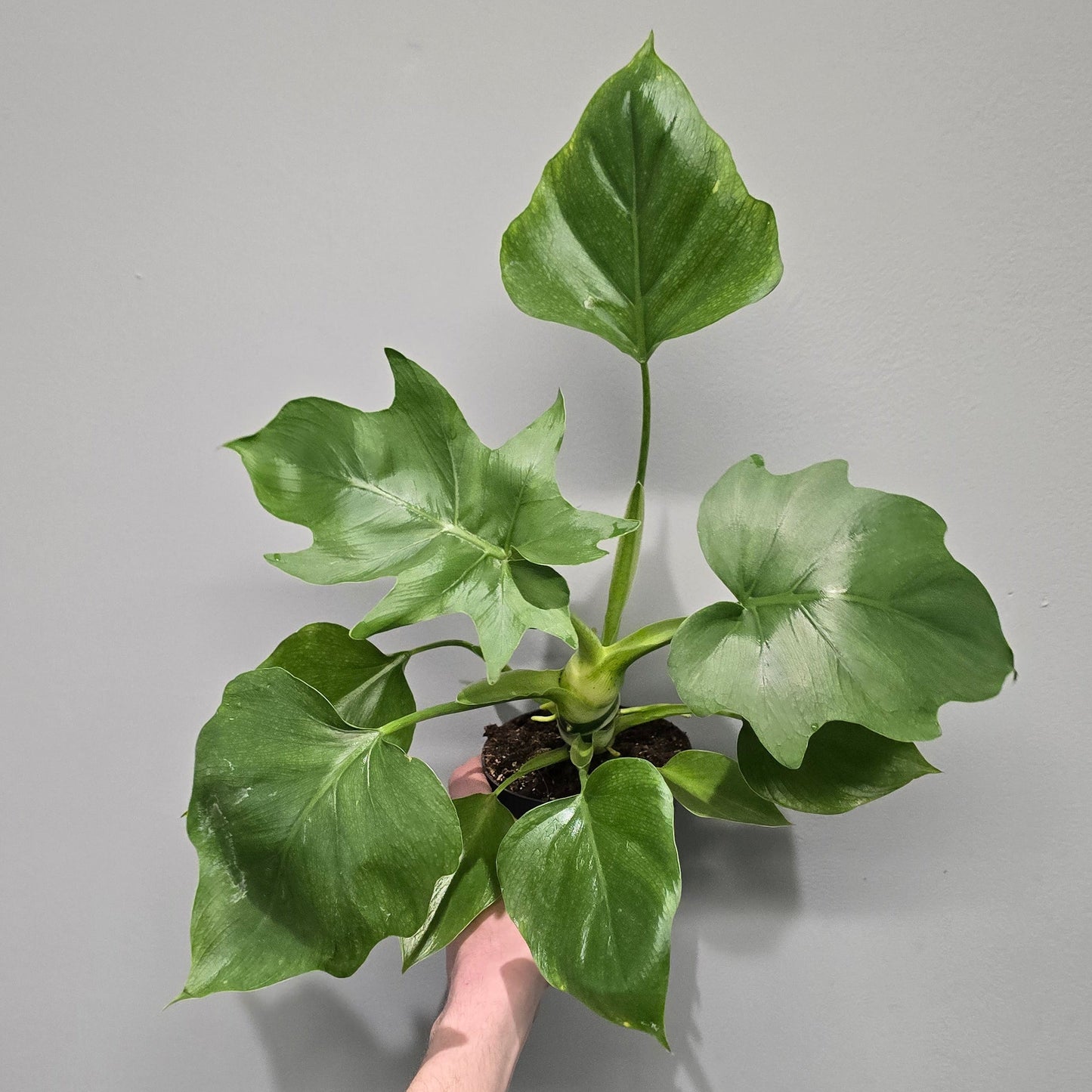 Philodendron Wasacewiczii - Grade B