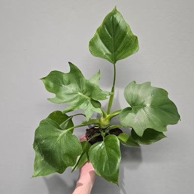 Philodendron Wasacewiczii
