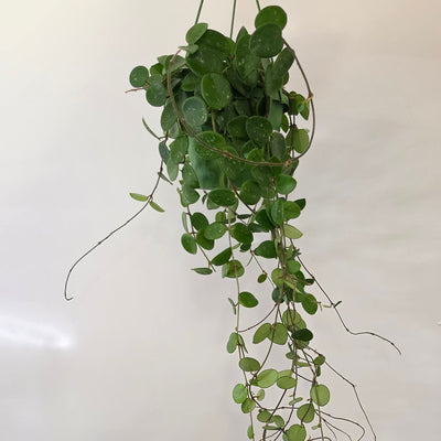 Hanging Hoya Mathilde Splash