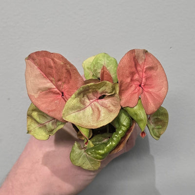 Mini Syngonium 'New Dew'