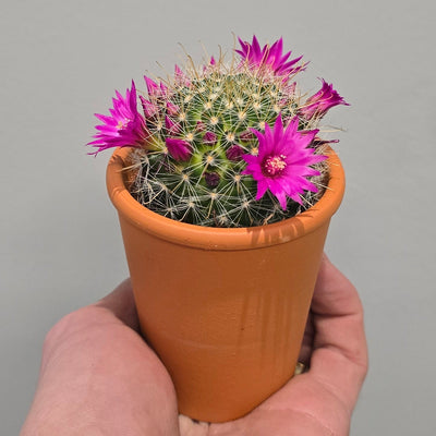 Mini Mammillaria Cactus & Pot
