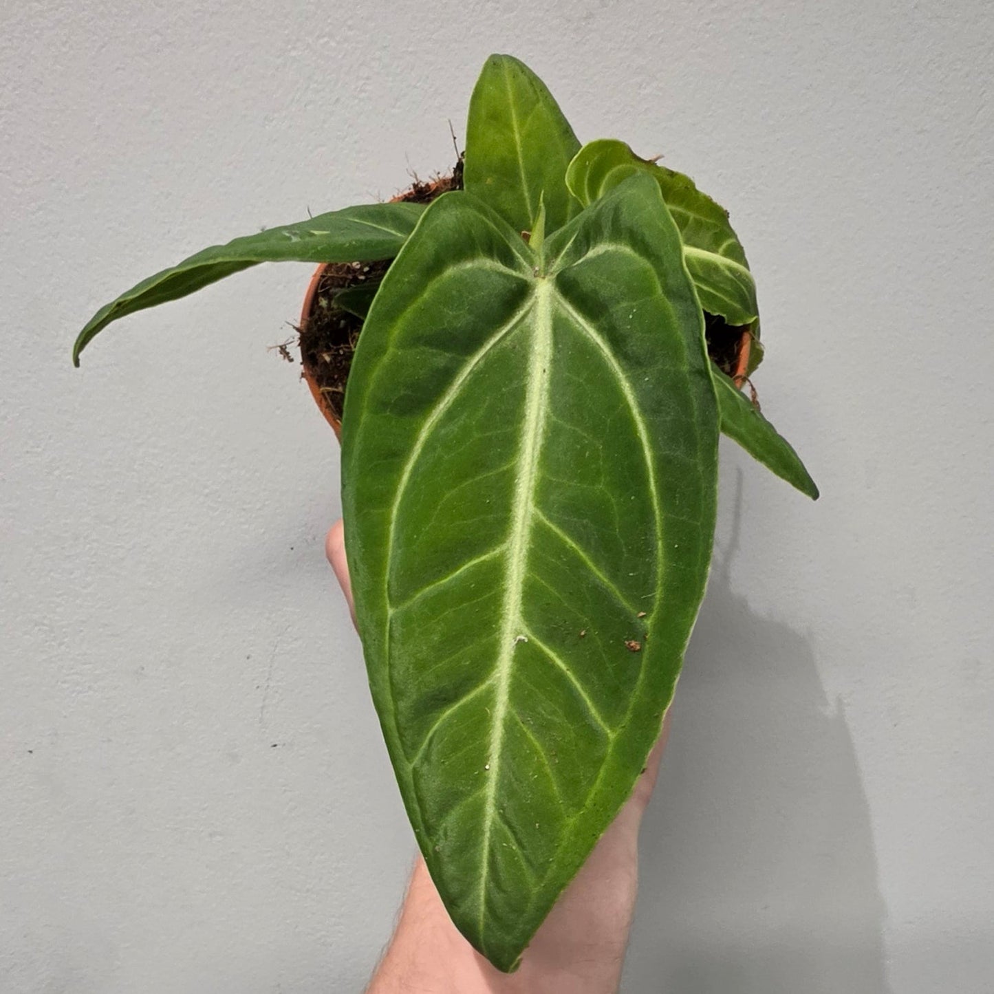 Anthurium Villenaorum