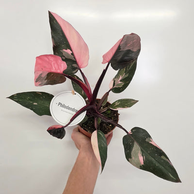 Philodendron Pink Princess
