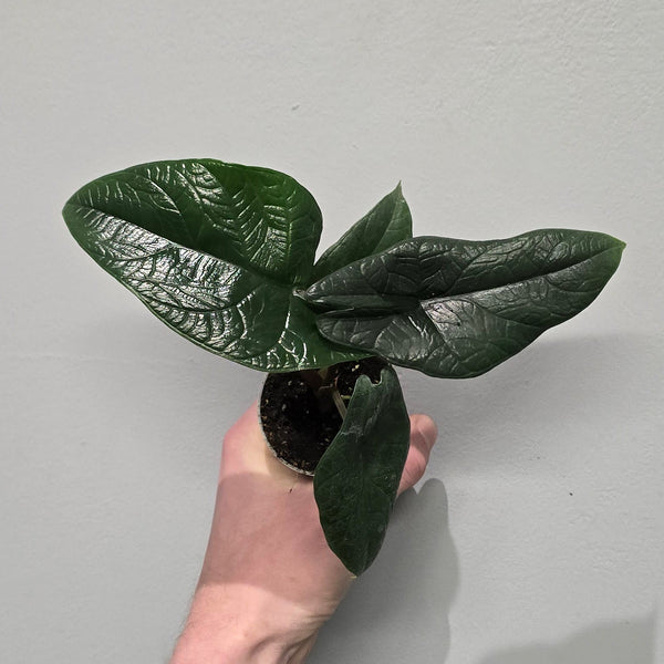 Mini Alocasia Scalprum