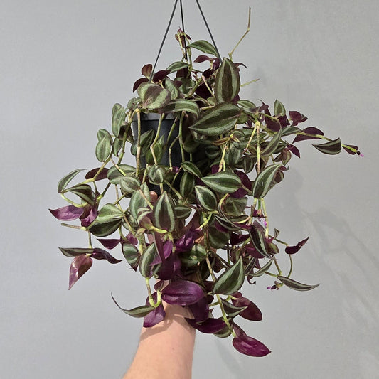 Hanging - Tradescantia Red Jewel