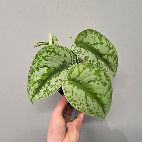 Scindapsus Pictus 'Trebie'