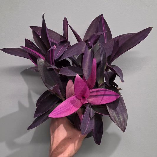 Tradescantia Pink Stripe