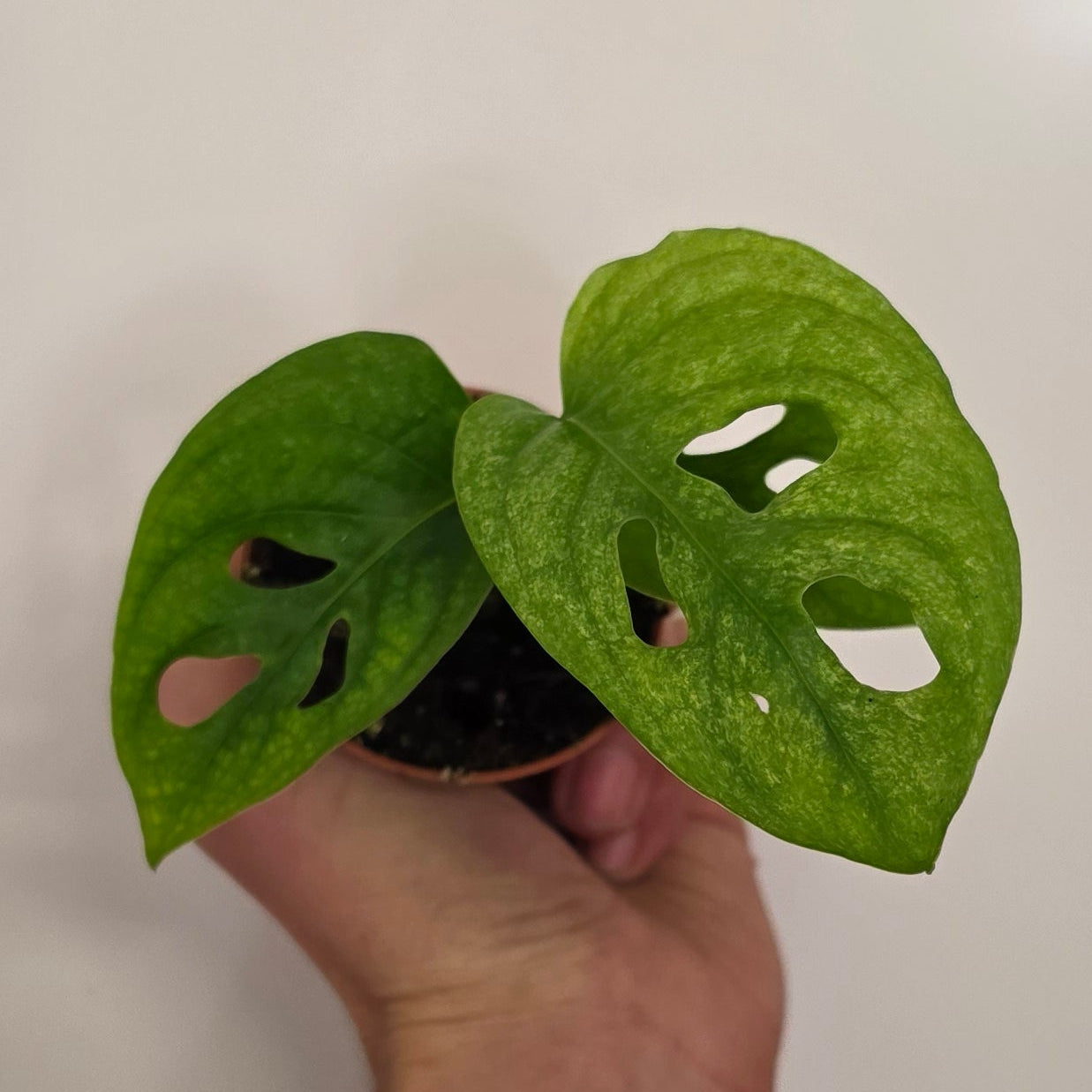 Mini Monstera Adansonii 'Mint'