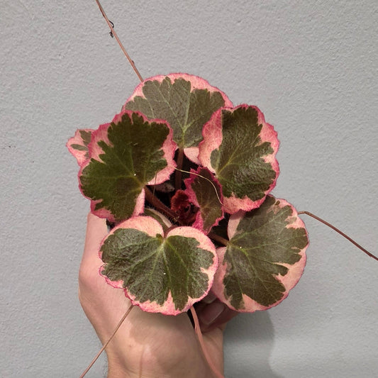Mini Saxifraga "Strawberry Begonia"
