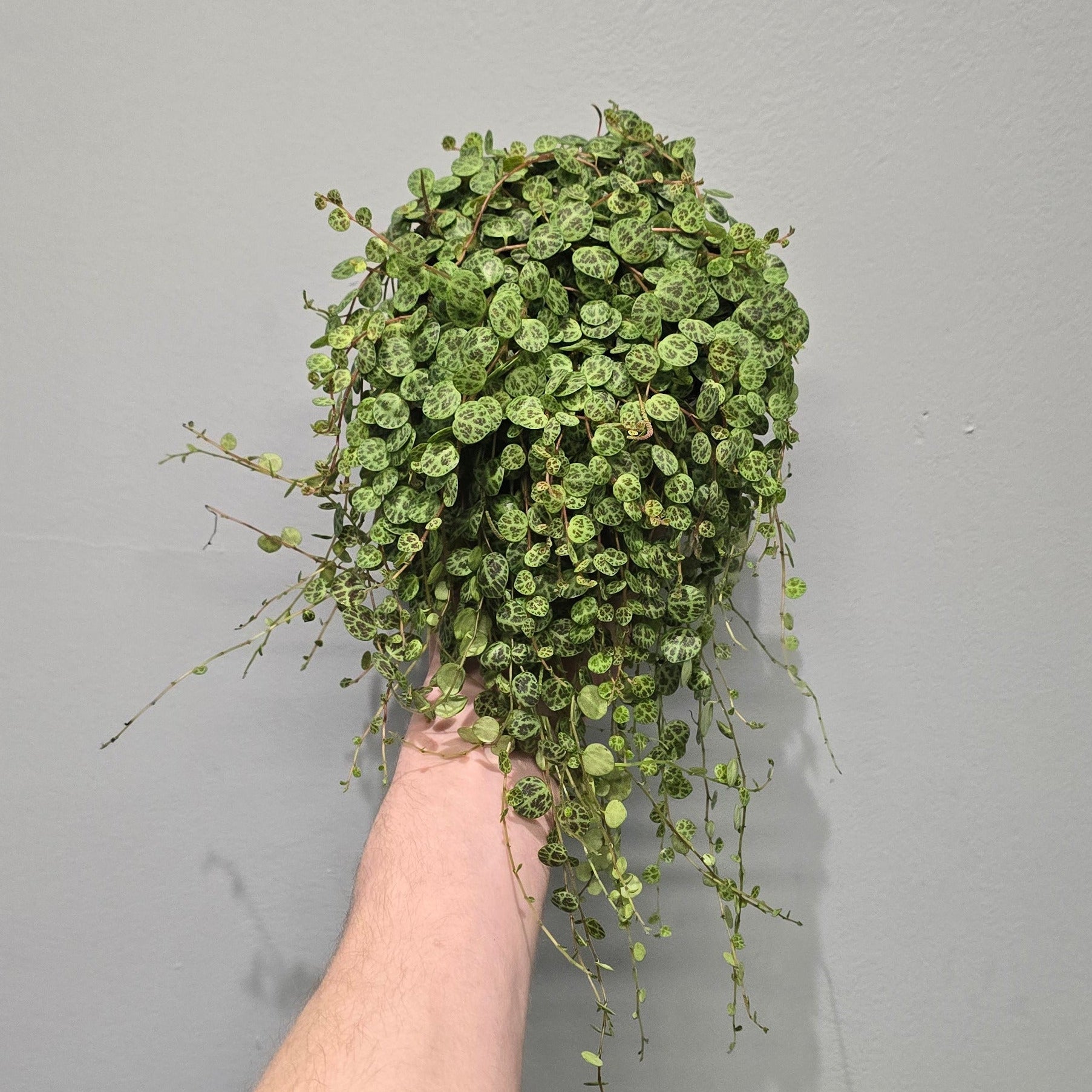 Peperomia Prostrata - String of Turtles Trailing Peperomia – Ey-Up Plants